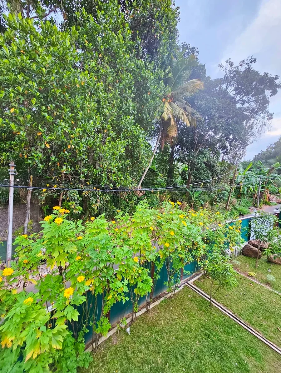 Лужайка, деревья и тропические растения вокруг виллы — Syndeo Garden, Хиккадува